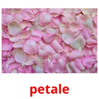 petale picture flashcards