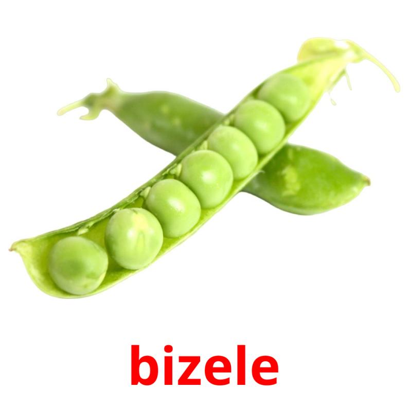bizele picture flashcards