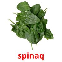 spinaq picture flashcards