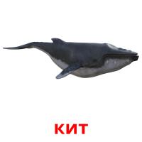 кит picture flashcards
