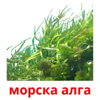 морска алга ansichtkaarten