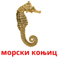 морски коњиц ansichtkaarten