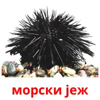 морски јеж ansichtkaarten