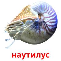 наутилус card for translate