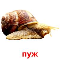 пуж picture flashcards
