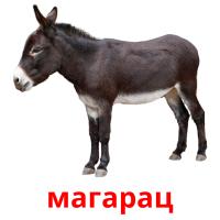 магарац picture flashcards