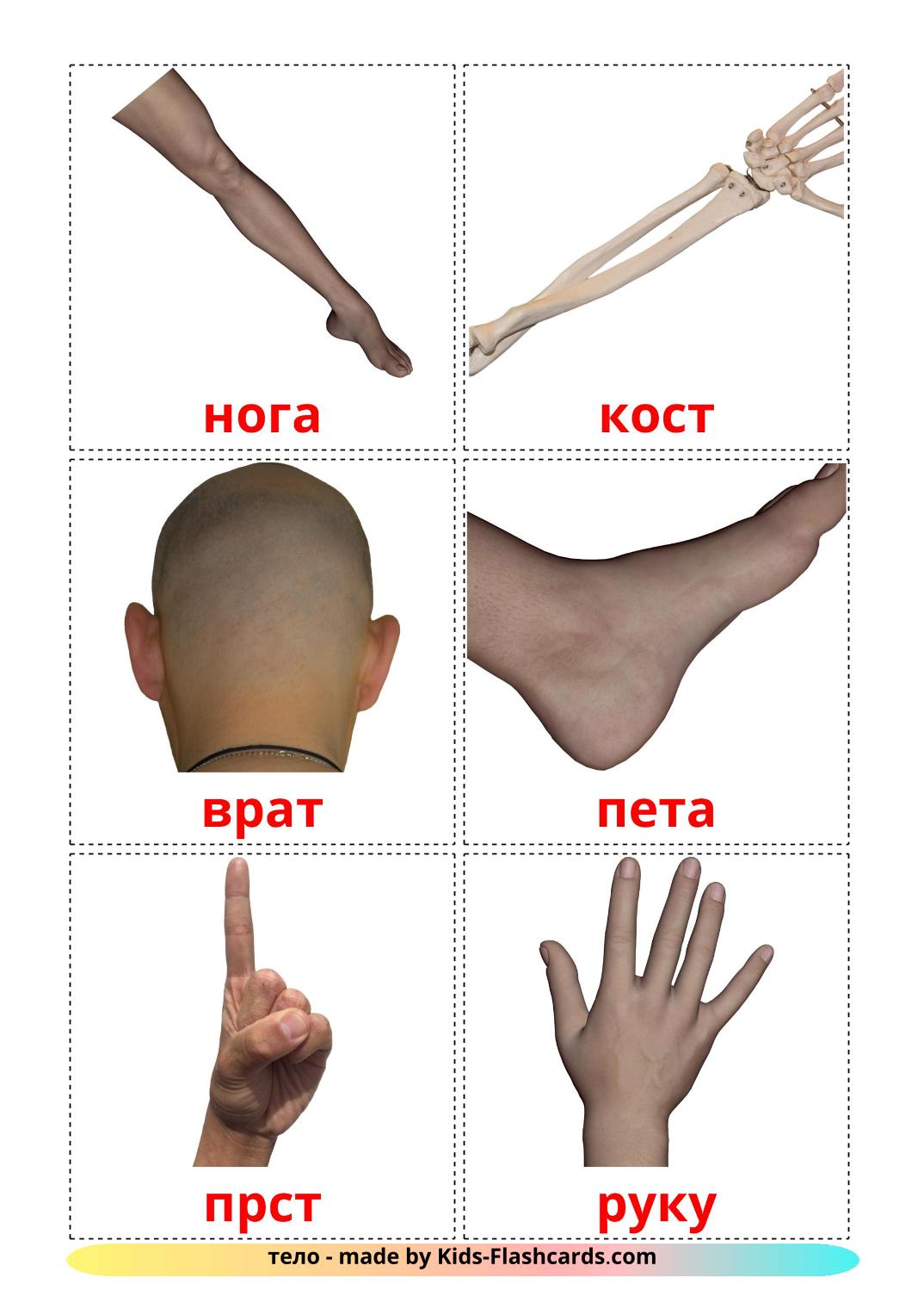 Parti del corpo - 26 flashcards serbo(cirillico) stampabili gratuitamente