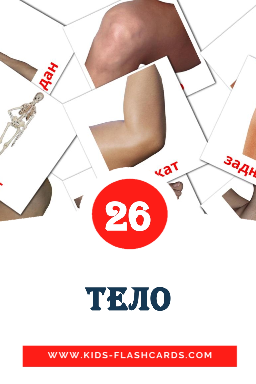 26 тело Picture Cards for Kindergarden in serbian(cyrillic)