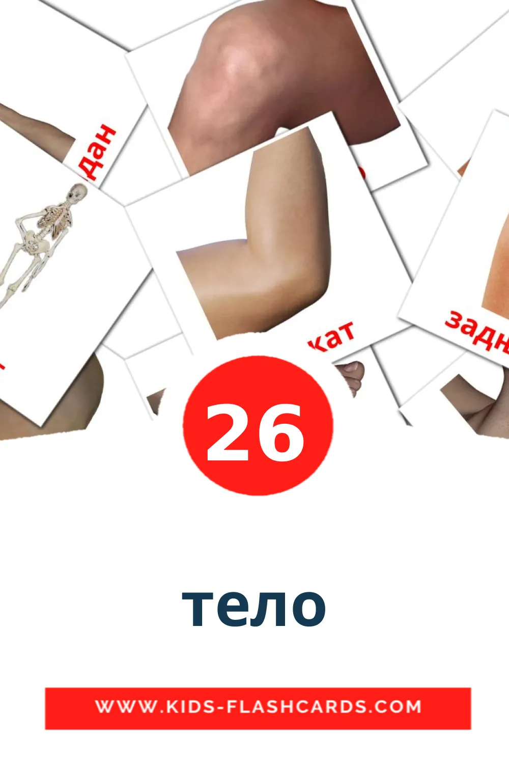 26 cartes illustrées de тело pour la maternelle en serbe(cyrillique)