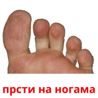 прсти на ногама flashcards illustrate