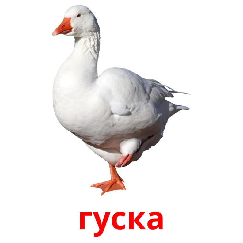 гуска picture flashcards