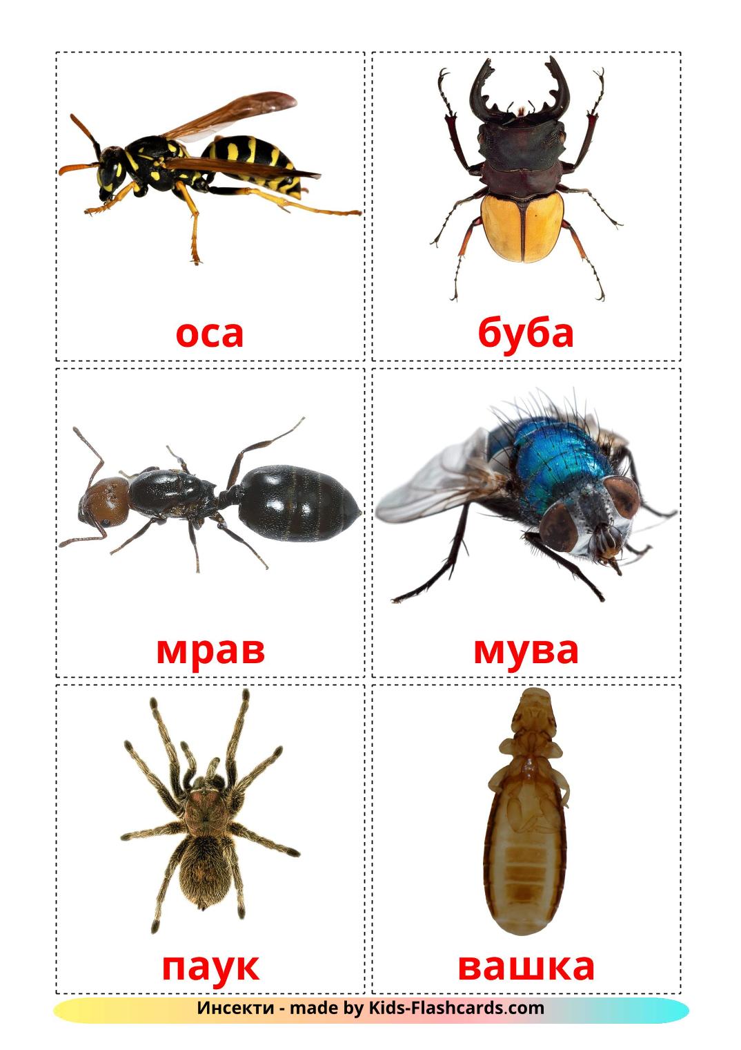 Insects - 23 Free Printable serbian(cyrillic) Flashcards 