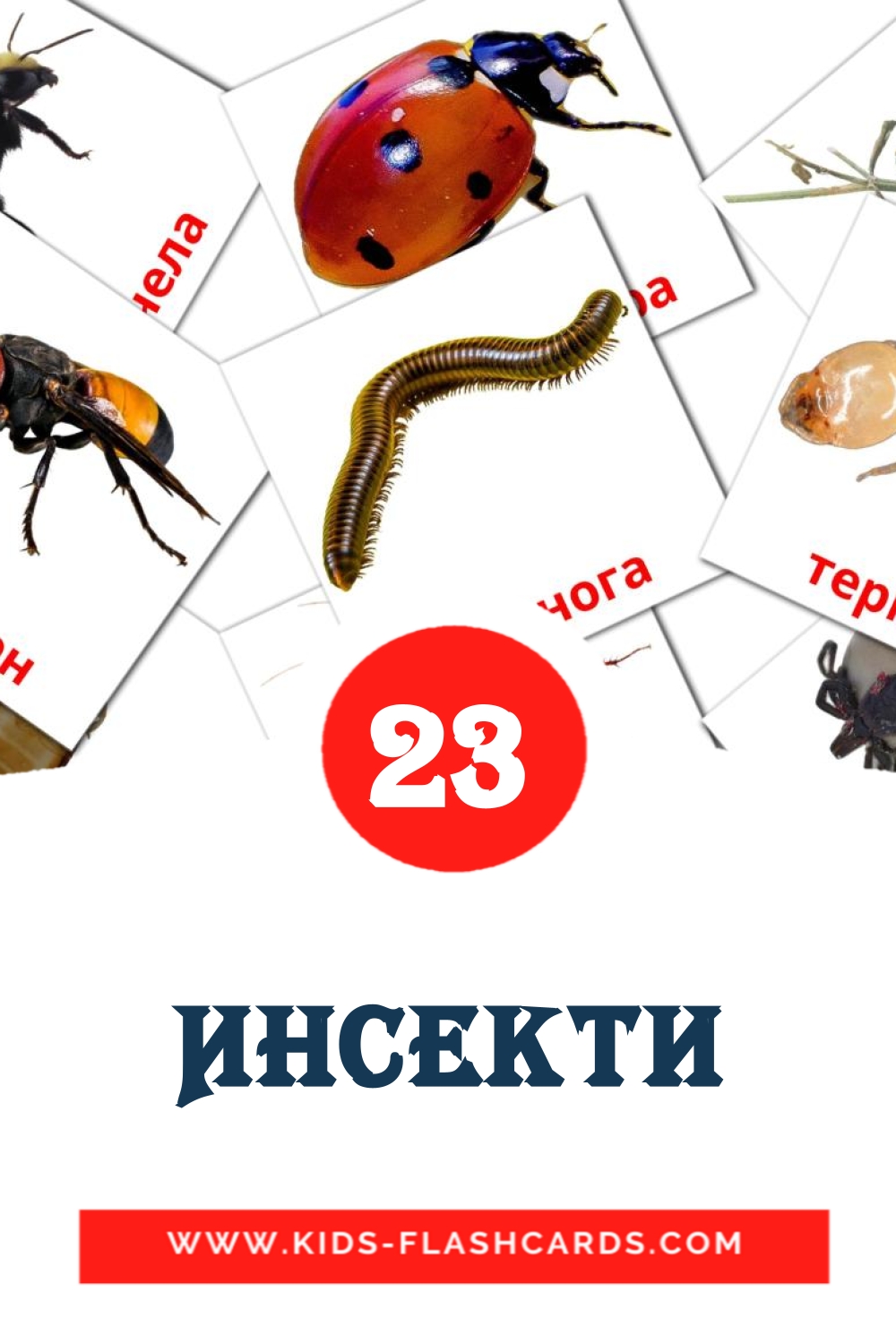 Инсекти на сербский(кириллица) для Детского Сада (23 карточки)