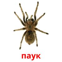 паук card for translate