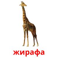 жирафа card for translate