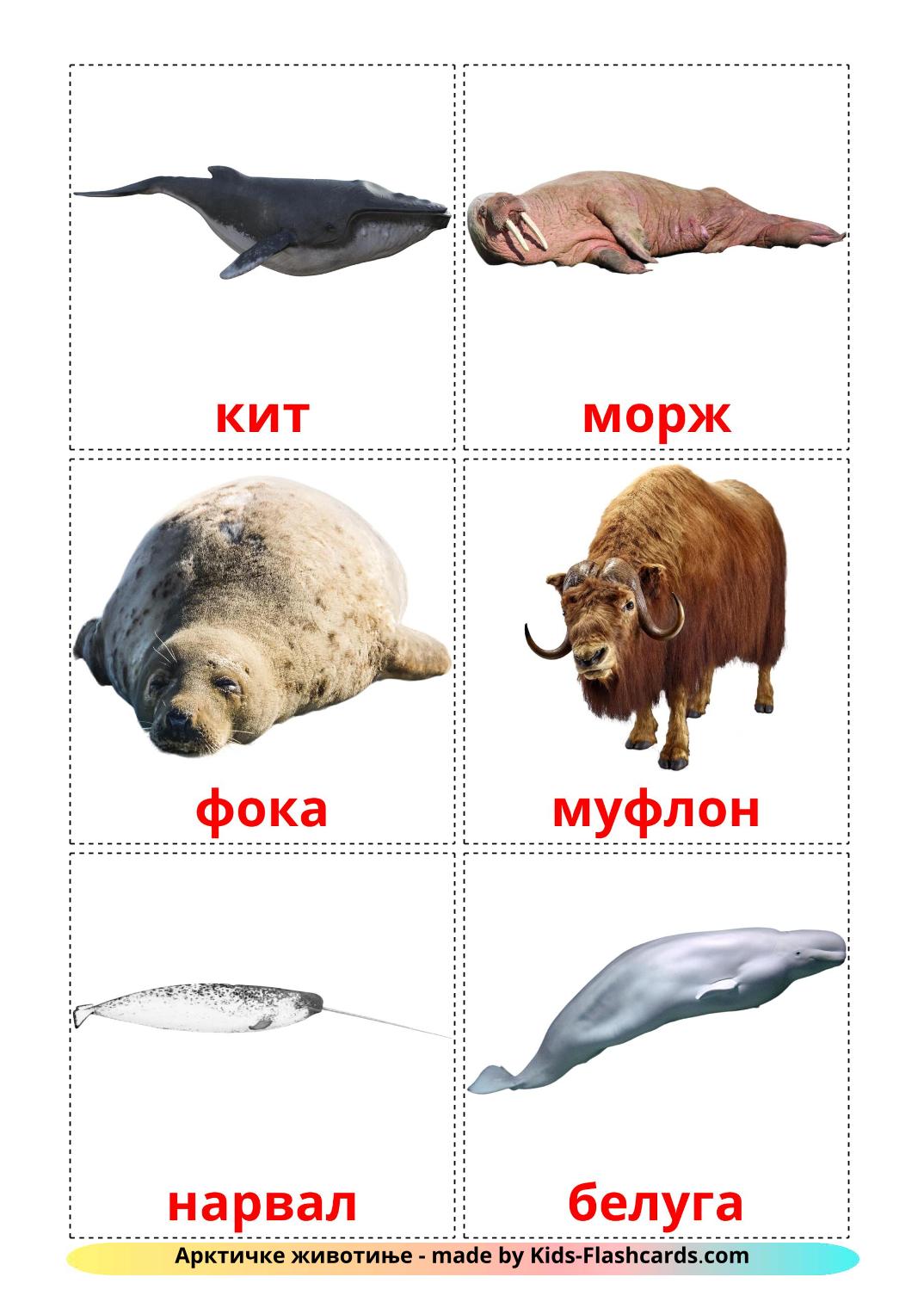 Les Animaux de l'Arctique - 14 Flashcards serbe(cyrillique) imprimables gratuitement