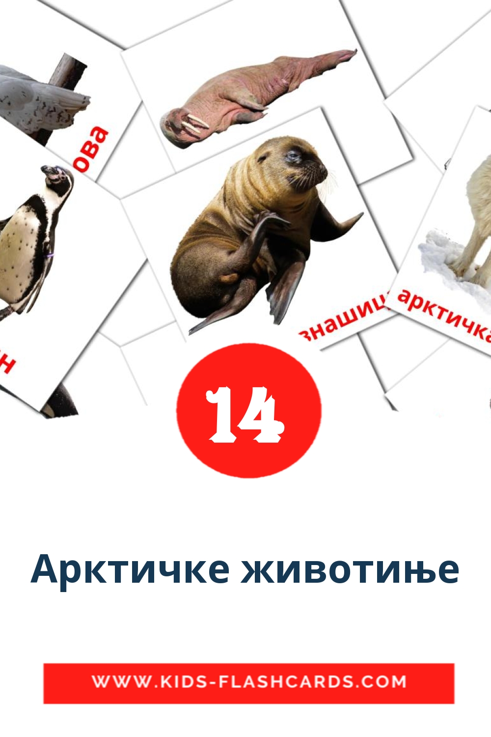 14 cartes illustrées de Арктичке животиње pour la maternelle en serbe(cyrillique)