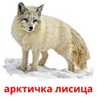 арктичка лисица ansichtkaarten