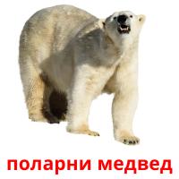поларни медвед flashcards illustrate