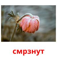 смрзнут flashcards illustrate