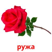 ружа flashcards illustrate