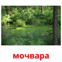 мочвара flashcards illustrate