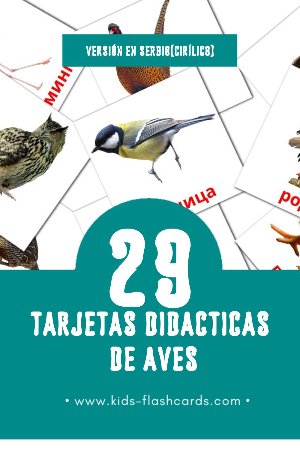 Tarjetas visuales de Птице para niños pequeños (29 tarjetas en Serbio(cirílico))