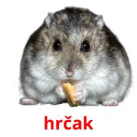 hrčak picture flashcards