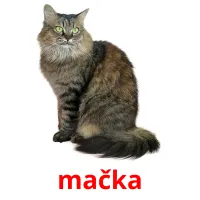 mačka picture flashcards