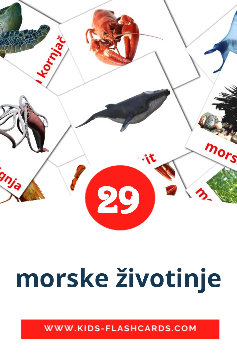29 morske životinje Picture Cards for Kindergarden in serbian