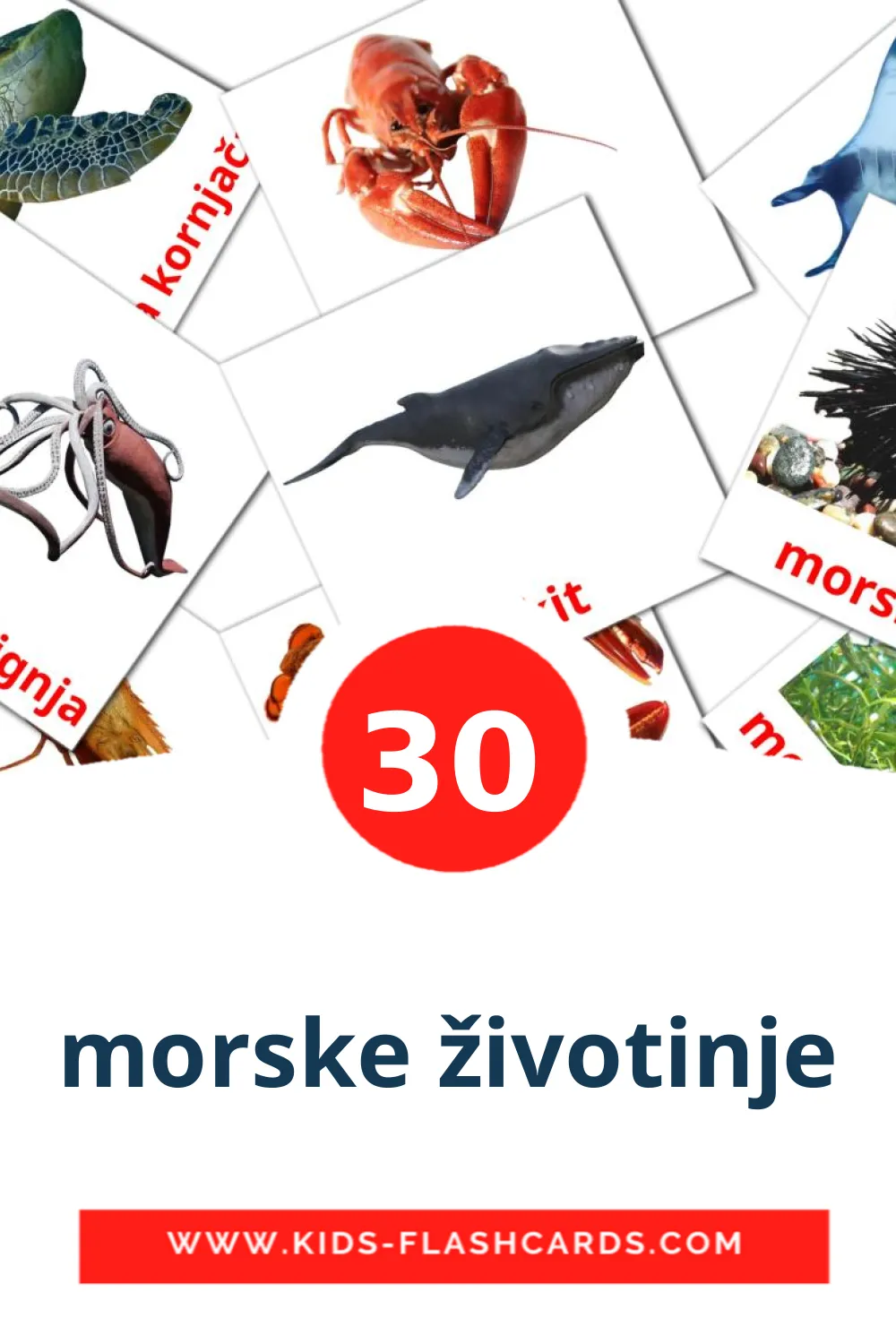 30 cartes illustrées de morske životinje pour la maternelle en serbe