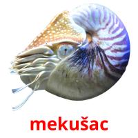 mekušac card for translate
