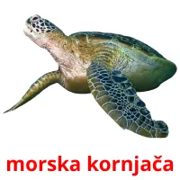 morska kornjača cartes flash