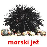 morski jež card for translate