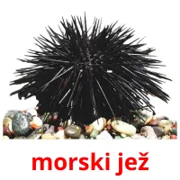 morski jež cartes flash