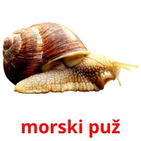 morski puž cartes flash