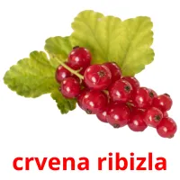 crvena ribizla Bildkarteikarten