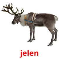 jelen Bildkarteikarten