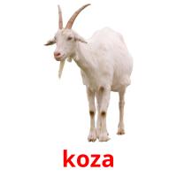 koza picture flashcards
