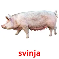 svinja Bildkarteikarten