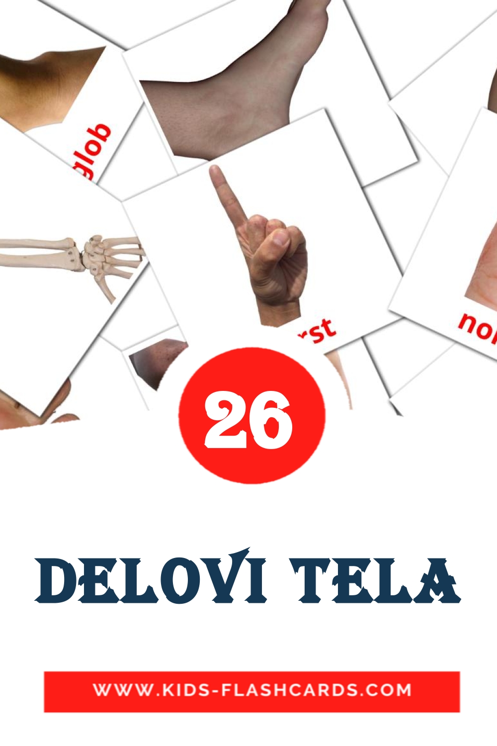 26 Delovi tela Picture Cards for Kindergarden in serbian
