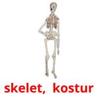 skelet,  kostur карточки энциклопедических знаний