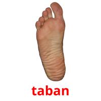 taban picture flashcards