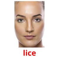 lice picture flashcards