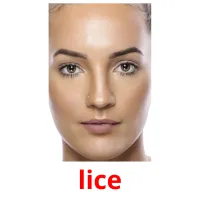 lice Bildkarteikarten