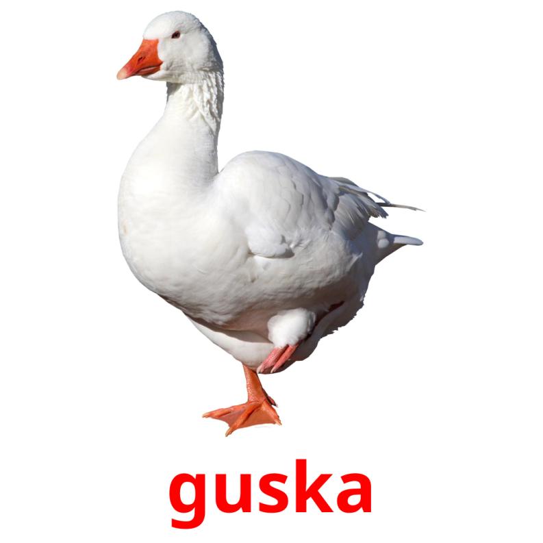guska picture flashcards