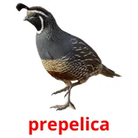 prepelica cartões com imagens