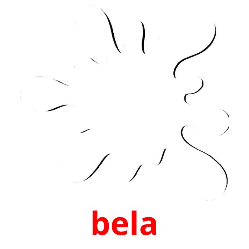bela picture flashcards