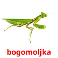 bogomoljka card for translate