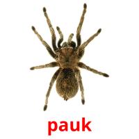 pauk picture flashcards
